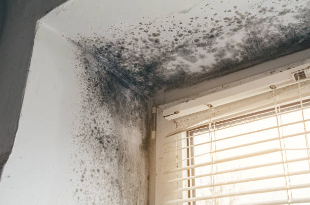 Affordable Black Mold Remediation solutions in Ephrata, WA
